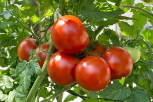 番茄栽培方法的不同