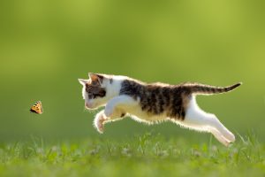 模擬真實獵物的移動來吸引小貓